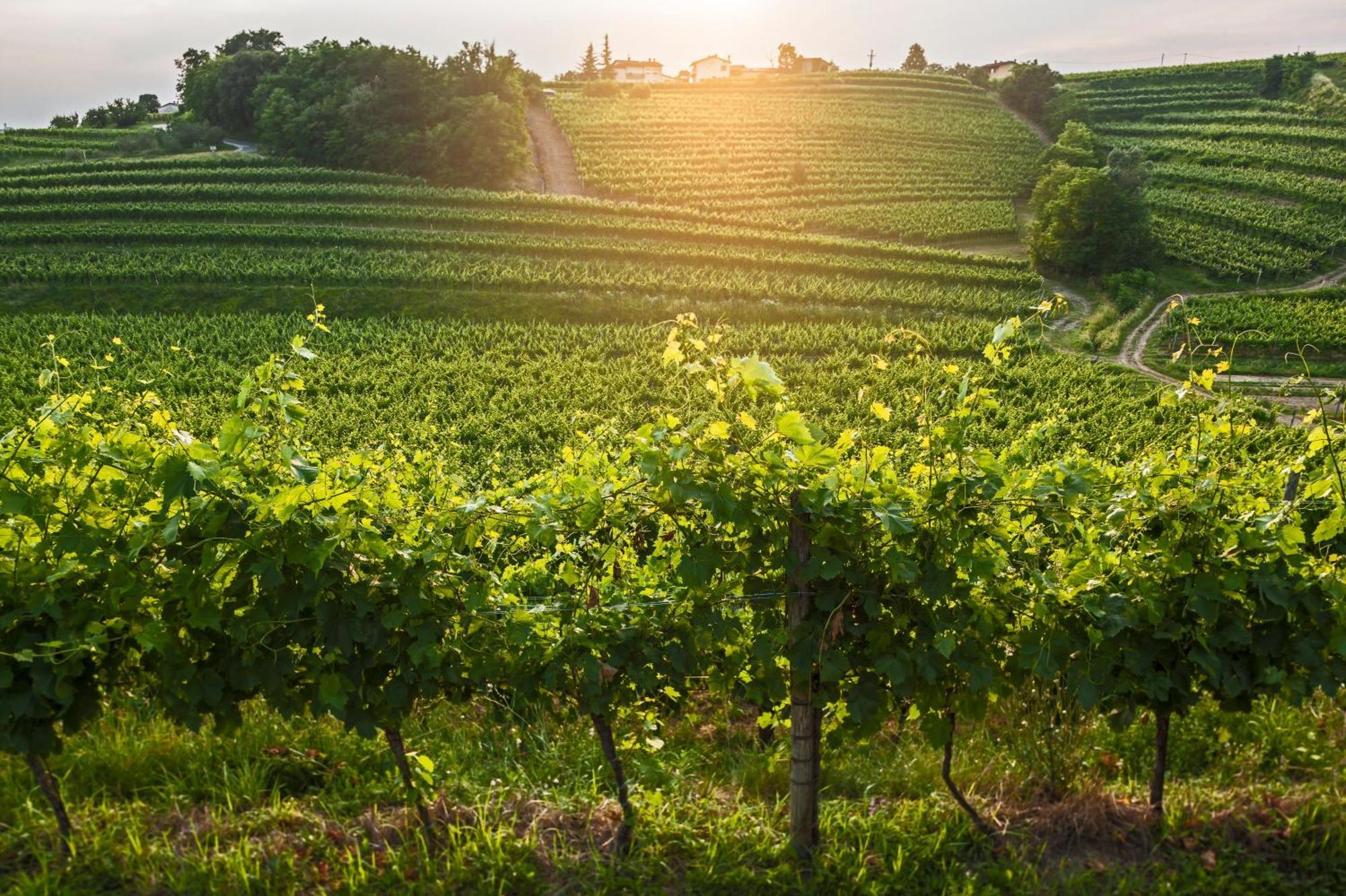 Kabaj Wine & Dine Hotel Доброво Екстериор снимка