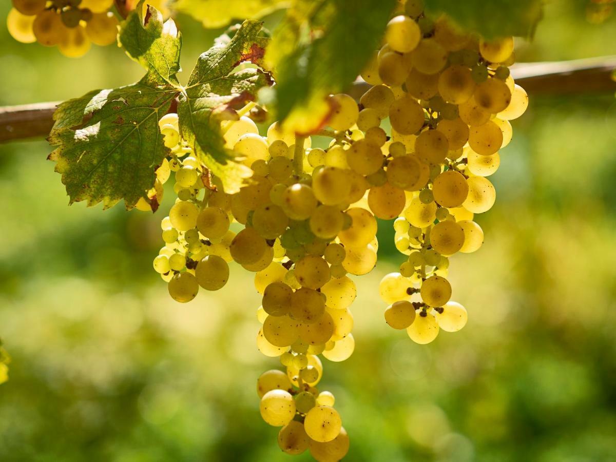 Kabaj Wine & Dine Hotel Доброво Екстериор снимка